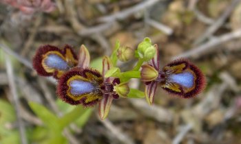 Πως να περιποιηθείτε τις Ορχιδέες σας (Phalaenopsis) ΕΛ έκδοση