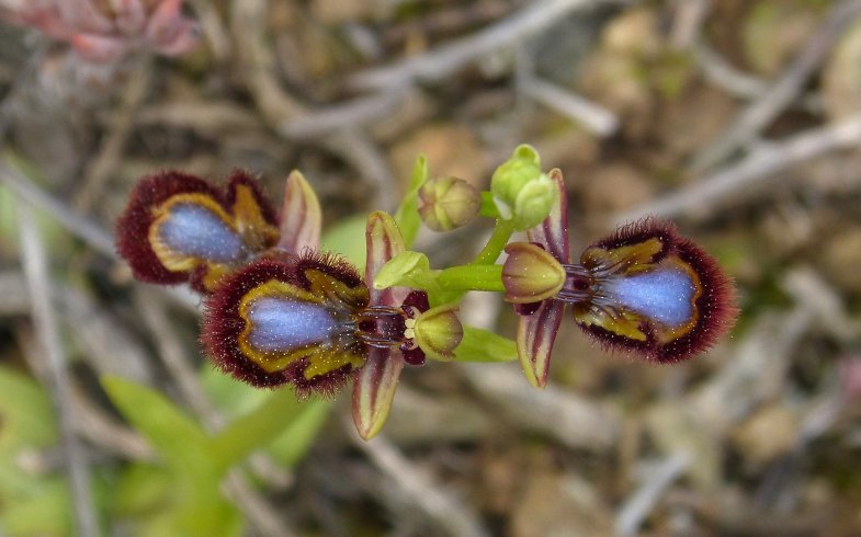 Πως να περιποιηθείτε τις Ορχιδέες σας (Phalaenopsis) ΕΛ έκδοση